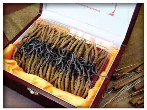 永川冬虫夏草回收